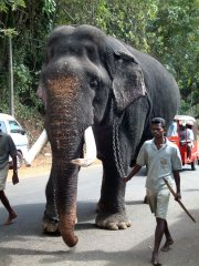 02-An old temple elephant